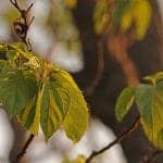 Japanese Raisin Tree Extract